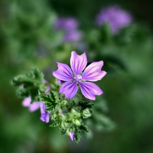 ... malva sylvestris ...