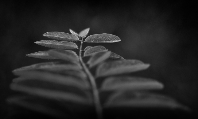 ... padla rosa i ...