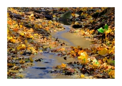 ... autumn \ \ \ fall ...