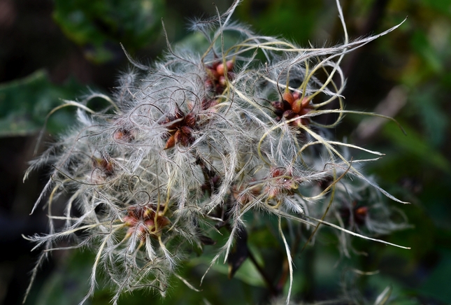 ... clematis vitalba ii ...