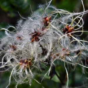 ... clematis vitalba ii ...