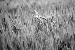 ... poľné impresie ...