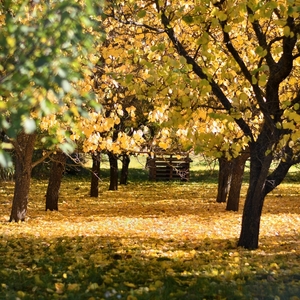 ... v jesennom sade ...