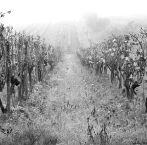 ... november vo vinohrade ...