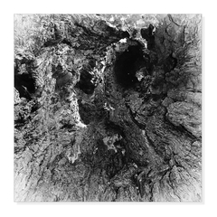 ... hollow tree ...