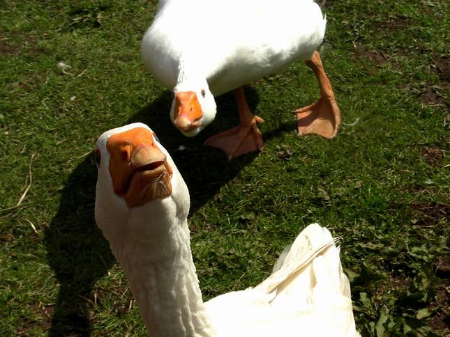 huzgy