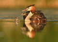 Podiceps cristatus