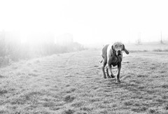 aron - the dog