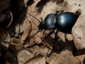 the bug