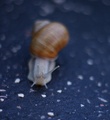 Slimak slimak vystrc OCI :)