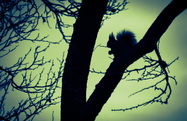Twilight veverička