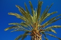 Palma