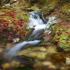 Prvým mrazom maľované
