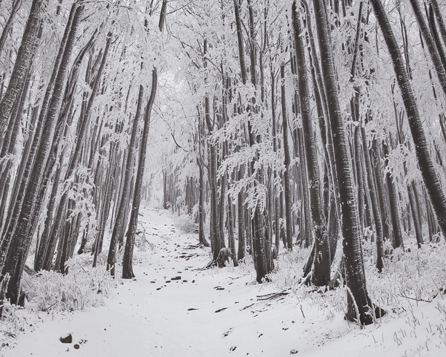 Zimušný les