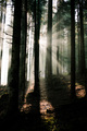 Magický les