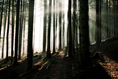 Magický les II
