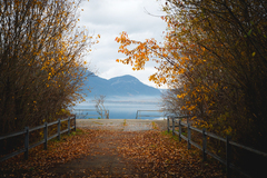 Čaro jesenné, Dechtáre