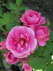 Rosa