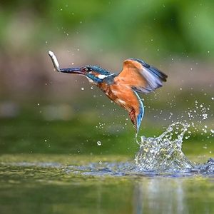 Postarané o večeru