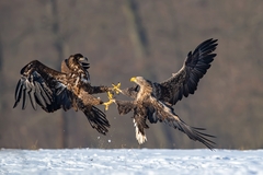 "Tľapnime si na to"