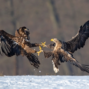 "Tľapnime si na to"