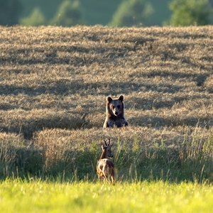 Ja som tu doma, ja som tu doma !