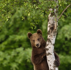 Medvedí modeling