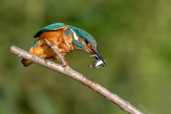 Večera o dvoch chodoch