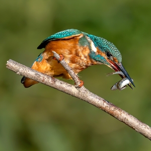 Večera o dvoch chodoch