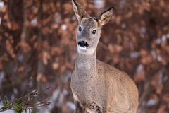 "Zamatová elegancia"