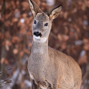 "Zamatová elegancia"