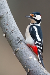 S naježenými "fúzami"