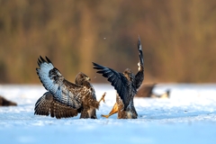 "Do posledného pierka"