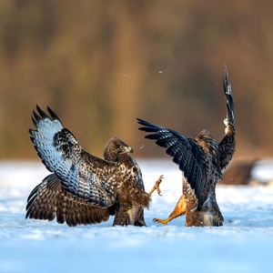 "Do posledného pierka"