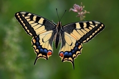 Explózia farieb
