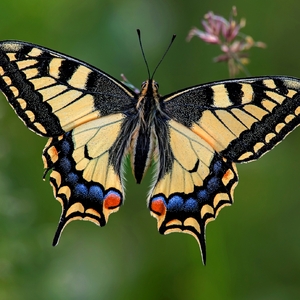 Explózia farieb