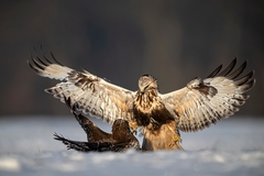 Silnejší víťazí