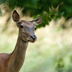 Dáma z lesných zátiší