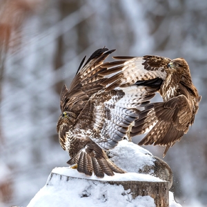 "Obranná formácia"