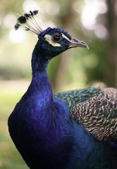 Pýcha