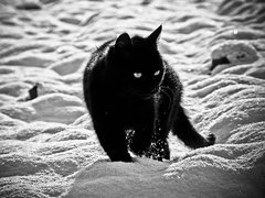 Black Panther