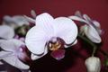 orchidea