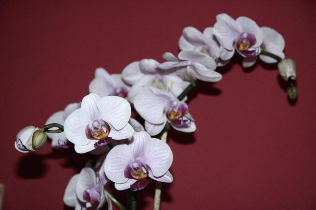 orchidea