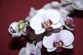 orchidea