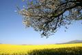 Cherry tree