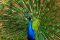 peacock