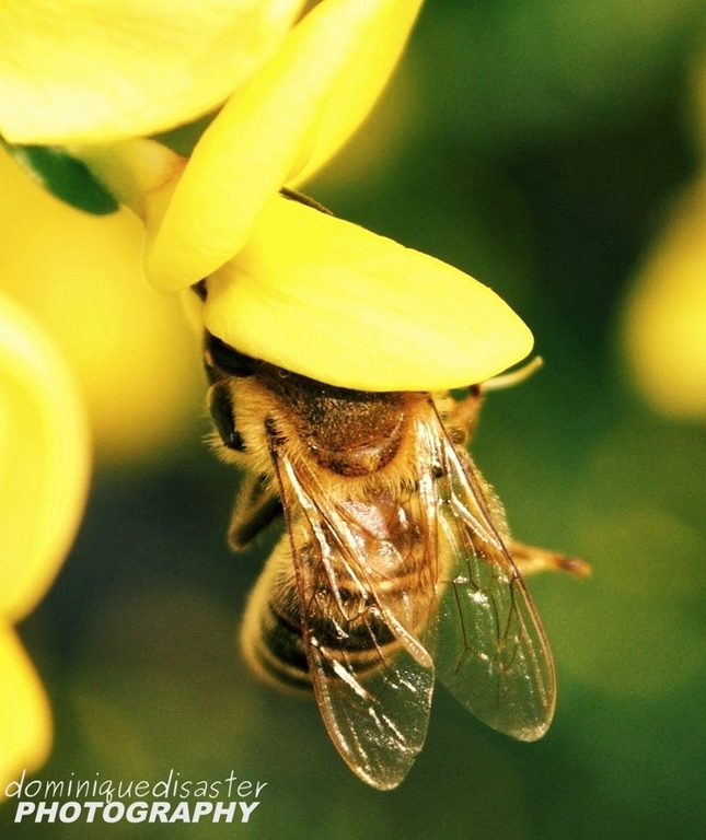 včeľ.