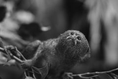 tamarin