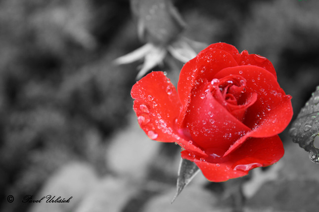 Black & red rose