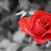 Black & red rose